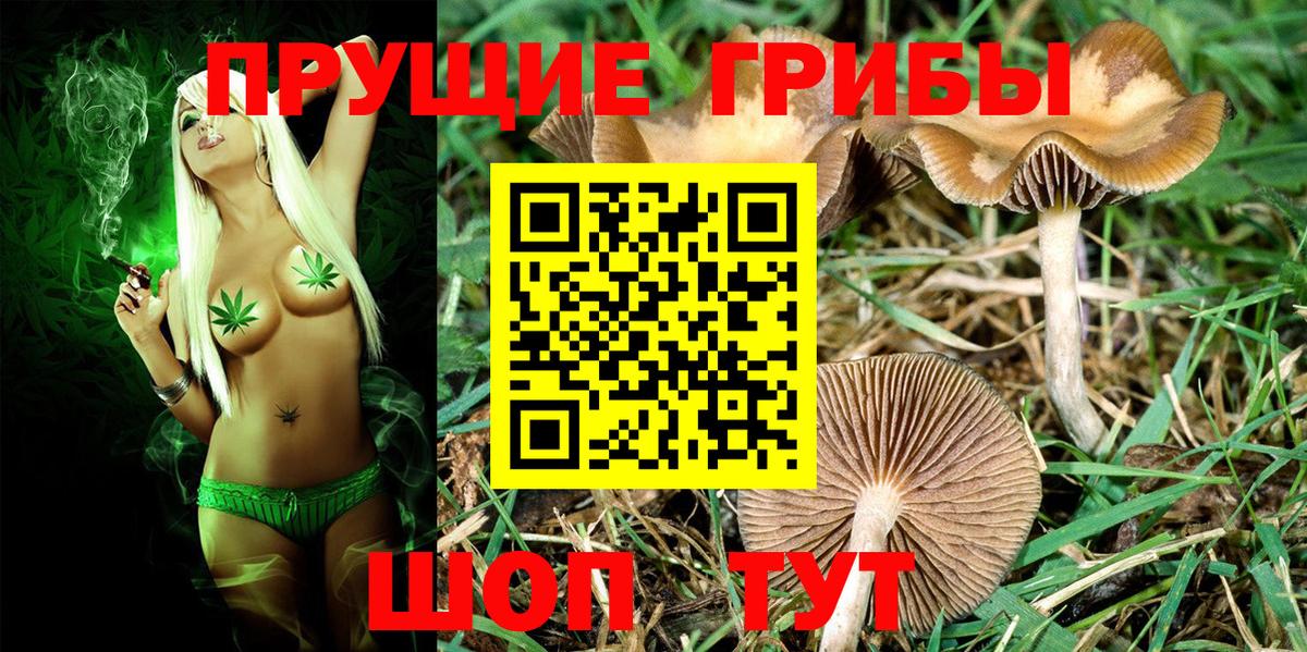Галлюциногенные грибы Psilocybe Клин
